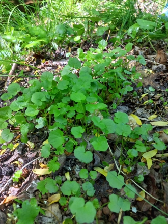 Редкое реликтовое растение Megadenia pygmaea в дендропарке Байкальского музея