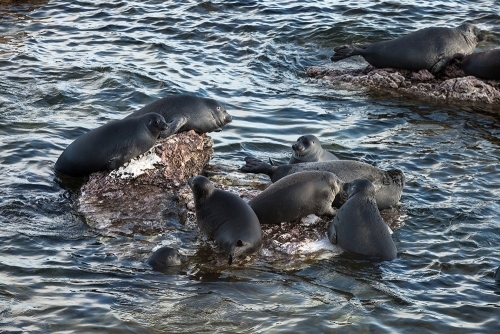 Мониторинг за байкальскими нерпами продолжает своё развитие - 4 слайд